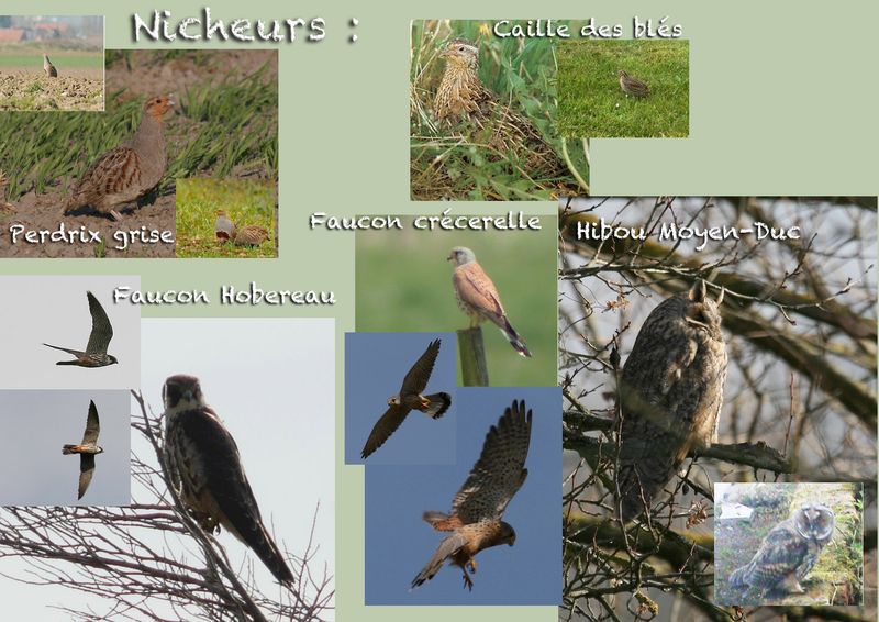 Tableau Nicheurs2