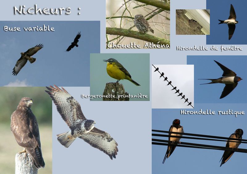 Tableau nicheurs