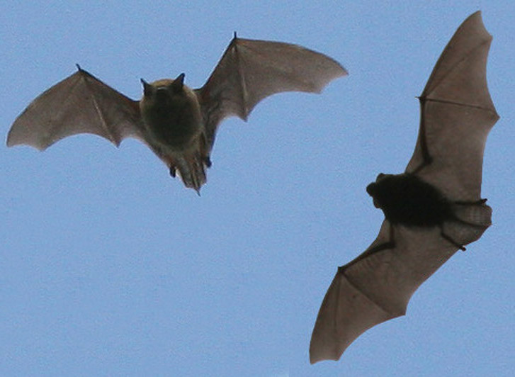 Chauve souris Pipistrelle
