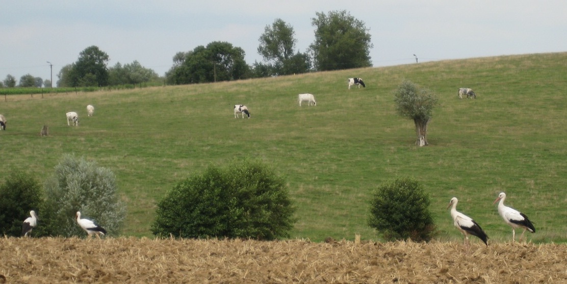 Cigognes