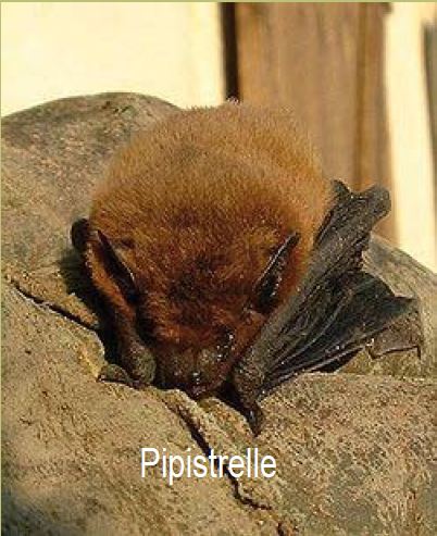 pipistrelle